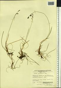 Carex rariflora (Wahlenb.) Sm., Siberia, Chukotka & Kamchatka (S7) (Russia)