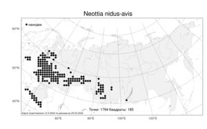 Neottia nidus-avis (L.) Rich., Atlas of the Russian Flora (FLORUS) (Russia)