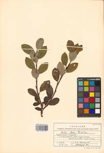 Salix reinii Franch. & Sav. ex Seemen, Siberia, Russian Far East (S6) (Russia)