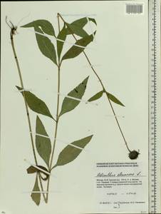 Helianthus strumosus L., Eastern Europe, Moscow region (E4a) (Russia)