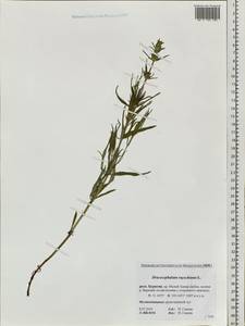 Dracocephalum ruyschiana L., Siberia, Baikal & Transbaikal region (S4) (Russia)
