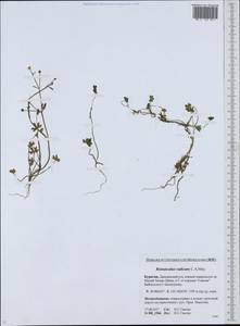 Ranunculus radicans C. A. Mey., Siberia, Baikal & Transbaikal region (S4) (Russia)