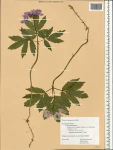 Cardamine quinquefolia (M. Bieb.) Schmalh., Eastern Europe, Central region (E4) (Russia)