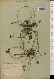 Heracleum graveolens (C. A. Mey.), Caucasus (no precise locality) (K0)