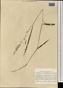 Melica turczaninowiana Ohwi, Mongolia (MONG) (Mongolia)
