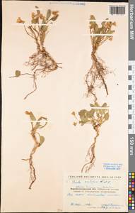 Viola ambigua Waldst. & Kit., Eastern Europe, North Ukrainian region (E11) (Ukraine)