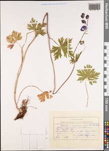 Aconitum nemorum Popov, Middle Asia, Northern & Central Tian Shan (M4) (Kyrgyzstan)