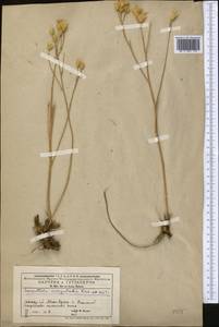 Klasea dissecta (Ledeb.) L. Martins, Middle Asia, Muyunkumy, Balkhash & Betpak-Dala (M9) (Kazakhstan)