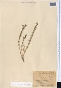 Lallemantia royleana (Benth.) Benth., Middle Asia, Western Tian Shan & Karatau (M3) (Tajikistan)