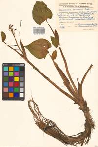 Pontederia korsakowii (Regel & Maack) M.Pell. & C.N.Horn, Siberia, Russian Far East (S6) (Russia)