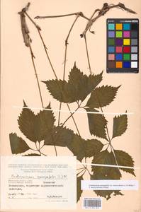 Parthenocissus quinquefolia (L.) Planch., Eastern Europe, Moscow region (E4a) (Russia)