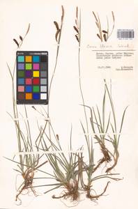 Carex flacca Schreb., Eastern Europe, Lithuania (E2a) (Lithuania)