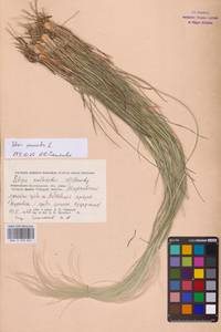 Stipa pennata L., Eastern Europe (no precise locality) (E0)