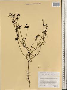 Pedicularis palustris subsp. karoi (Freyn) Tsoong, Mongolia (MONG) (Mongolia)