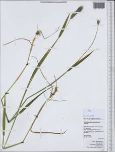 Hordeum brachyantherum Nevski, Siberia, Chukotka & Kamchatka (S7) (Russia)