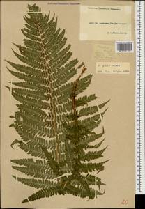 Dryopteris filix-mas (L.) Schott, Caucasus, Krasnodar Krai & Adygea (K1a) (Russia)