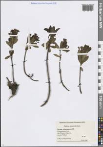 Daphne glomerata Lam., Caucasus, Abkhazia (K4a) (Abkhazia)