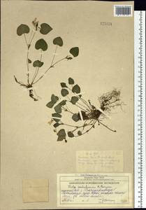 Viola sacchalinensis H. Boissieu, Siberia, Chukotka & Kamchatka (S7) (Russia)