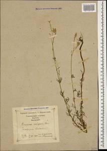 Crupina vulgaris (Pers.) Cass., Caucasus, Georgia (K4) (Georgia)