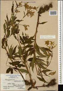 Koenigia alpina (All.) T.M.Schust. & Reveal, Caucasus, South Ossetia (K4b) (South Ossetia)