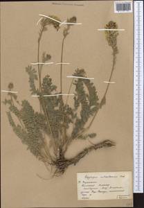 Oxytropis aulieatensis Vved., Middle Asia, Western Tian Shan & Karatau (M3) (Kazakhstan)