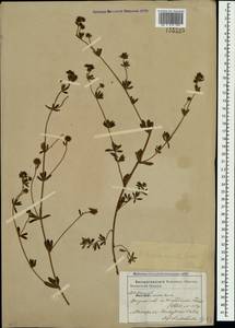 Lotus herbaceus (Vill.) Jauzein, Crimea (KRYM) (Russia)