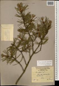 Pinus sylvestris var. hamata Steven, Caucasus, South Ossetia (K4b) (South Ossetia)