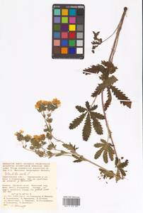 Potentilla recta L., Eastern Europe, Lower Volga region (E9) (Russia)