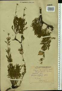 Lomelosia isetensis (L.) Soják, Eastern Europe, Middle Volga region (E8) (Russia)