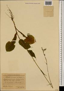 Lactuca racemosa Willd., Caucasus, Krasnodar Krai & Adygea (K1a) (Russia)