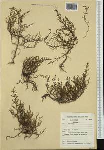 Salicornia europaea subsp. brachystachya (G. Mey.) Dahmen & Wissk., Western Europe (EUR) (Belgium)
