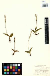 Herminium monorchis (L.) R.Br., Siberia, Baikal & Transbaikal region (S4) (Russia)