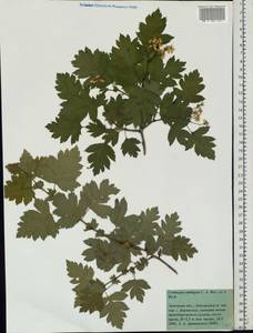 Crataegus ambigua C. A. Mey. ex A. K. Becker, Eastern Europe, Central forest-and-steppe region (E6) (Russia)