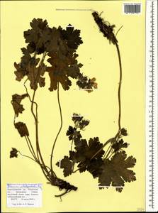 Geranium platypetalum Fisch. & C.A. Mey., Caucasus, Krasnodar Krai & Adygea (K1a) (Russia)