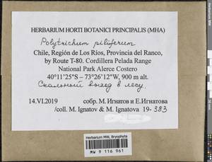 Polytrichum piliferum Hedw., Bryophytes, Bryophytes - America (BAm) (Chile)