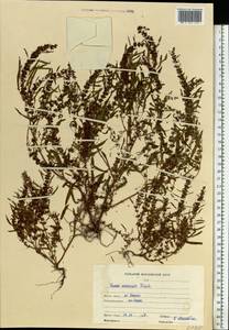 Rumex ucranicus Fisch., Eastern Europe, Middle Volga region (E8) (Russia)