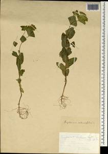 Bupleurum rotundifolium L., South Asia, South Asia (Asia outside ex-Soviet states and Mongolia) (ASIA) (Turkey)