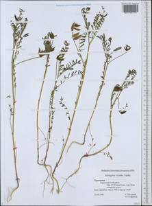 Astragalus vicarius Lipsky, Middle Asia, Kopet Dag, Badkhyz, Small & Great Balkhan (M1) (Turkmenistan)