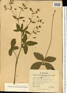 Potentilla chrysantha, Eastern Europe, North-Western region (E2) (Russia)