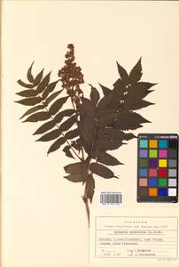 Sorbaria sorbifolia (L.) A. Braun, Siberia, Russian Far East (S6) (Russia)