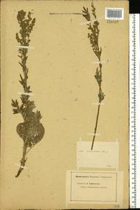 Artemisia armeniaca Lam., Eastern Europe, Middle Volga region (E8) (Russia)