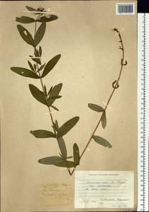 Hypericum ascyron L., Siberia, Russian Far East (S6) (Russia)