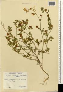 Trifolium campestre Schreb., Caucasus, North Ossetia, Ingushetia & Chechnya (K1c) (Russia)