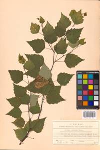 Betula pendula Roth, Eastern Europe, Moscow region (E4a) (Russia)