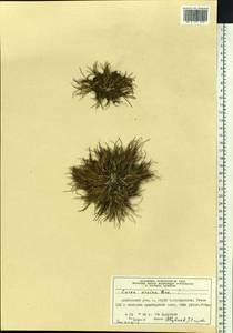 Carex ursina Dewey, Siberia, Central Siberia (S3) (Russia)