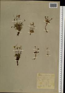 Cardamine bellidifolia L., Siberia, Chukotka & Kamchatka (S7) (Russia)