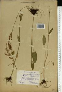 Rumex acetosa L., Eastern Europe, Central forest-and-steppe region (E6) (Russia)