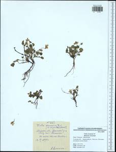 Viola rupestris subsp. rupestris, Eastern Europe, Central region (E4) (Russia)