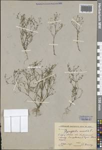 Psammophiliella muralis (L.) Ikonn., Eastern Europe, Lower Volga region (E9) (Russia)