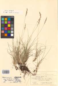 Festuca ovina L., Siberia, Russian Far East (S6) (Russia)